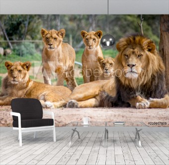 Picture of Lion Family
